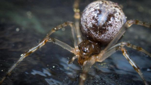 Picture 3 of Visit the 'nightmare' room where 10,000 spiders live