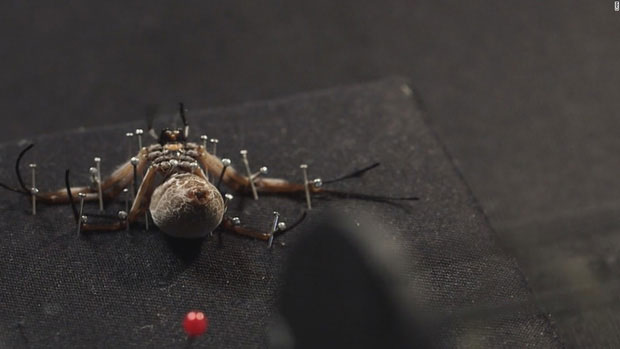 Picture 4 of Visit the 'nightmare' room where 10,000 spiders live