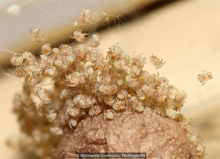 Picture 5 of Visit the 'nightmare' room where 10,000 spiders live