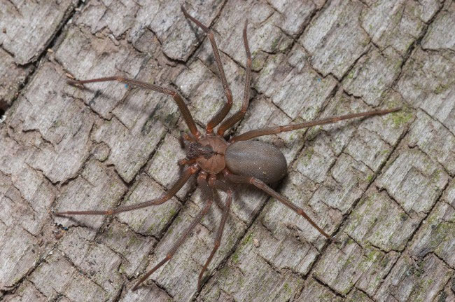 Picture 6 of Visit the 'nightmare' room where 10,000 spiders live