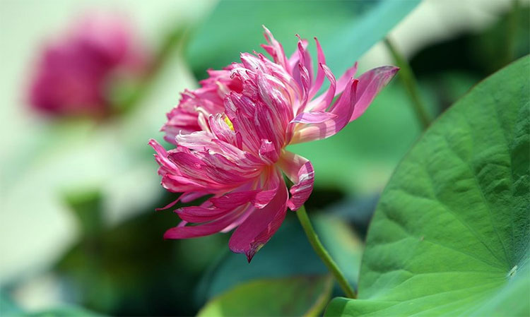 Picture 10 of Visit the place where Vietnam's most precious lotus species is preserved