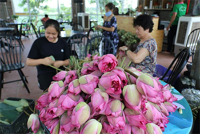Picture 11 of Visit the place where Vietnam's most precious lotus species is preserved