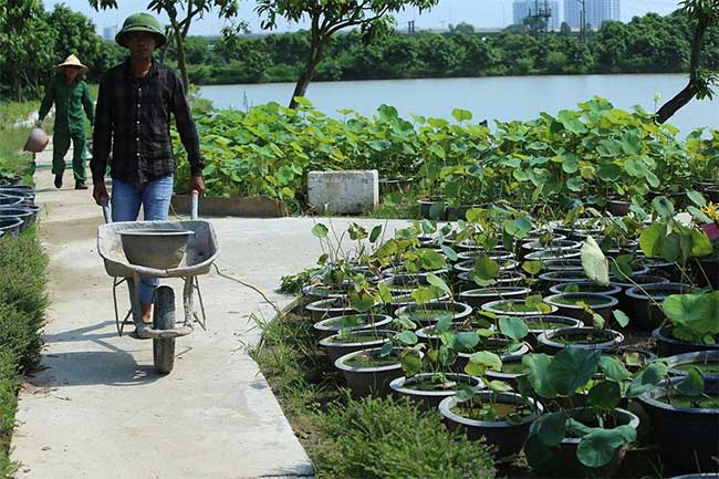 Picture 5 of Visit the place where Vietnam's most precious lotus species is preserved