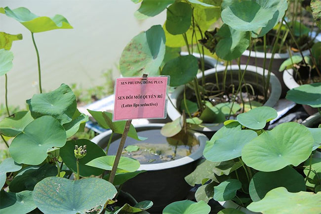 Picture 6 of Visit the place where Vietnam's most precious lotus species is preserved