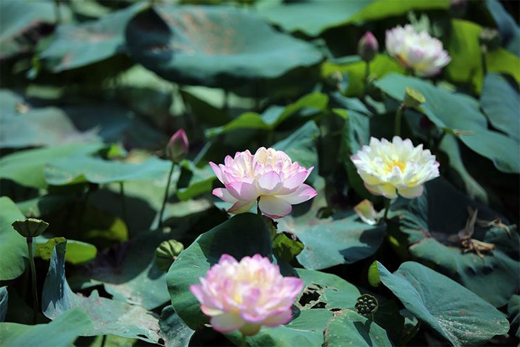 Picture 7 of Visit the place where Vietnam's most precious lotus species is preserved