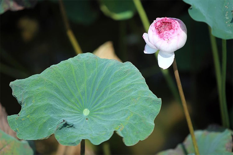 Picture 8 of Visit the place where Vietnam's most precious lotus species is preserved