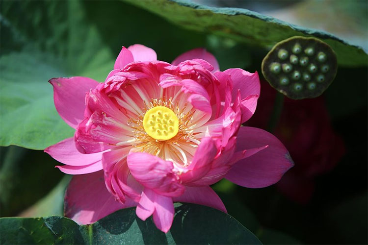 Picture 9 of Visit the place where Vietnam's most precious lotus species is preserved