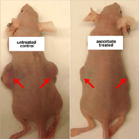 Picture 1 of Vitamin C slows down the development of cancer