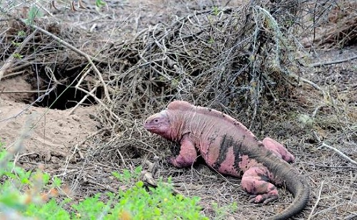 Picture 2 of Volcanoes wake up, pink iguanas are in danger
