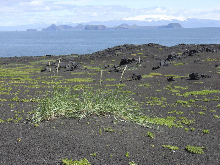 Picture 10 of Volt Island Island Surtsey - World Natural Heritage in Iceland