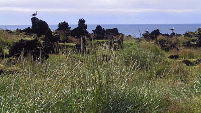 Picture 12 of Volt Island Island Surtsey - World Natural Heritage in Iceland