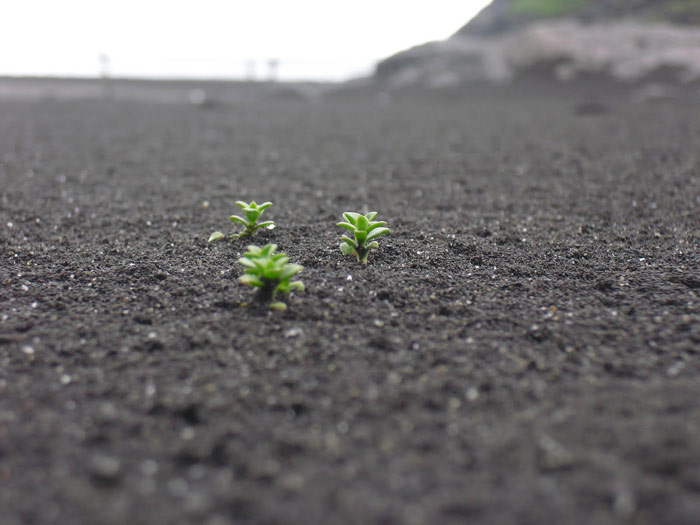 Picture 9 of Volt Island Island Surtsey - World Natural Heritage in Iceland