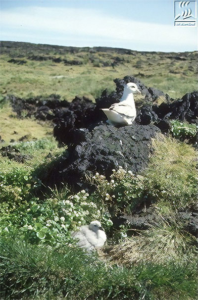 Picture 11 of Volt Island Surtsey: Prohibited from the mysterious period of the scientific world off Iceland