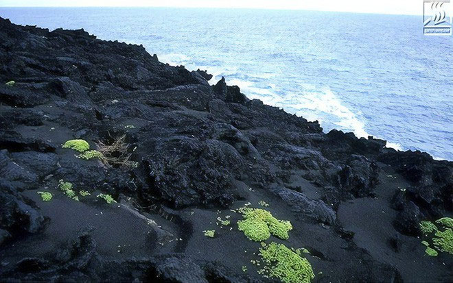 Picture 9 of Volt Island Surtsey: Prohibited from the mysterious period of the scientific world off Iceland
