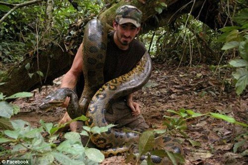 Picture 2 of Voluntarily devoured the giant python Anaconda