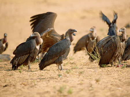 Picture 1 of Vultures join the German police force