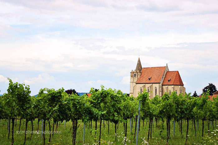 Picture 11 of Wachau Cultural Landscape
