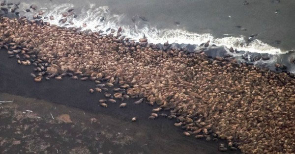 Picture 4 of Walrus migrated massively from the North Pole to the United States