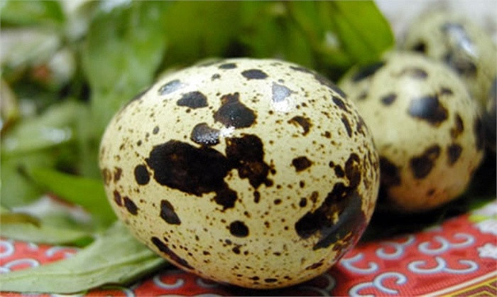Picture 1 of Want to live long, every day should eat 5-6 quail eggs