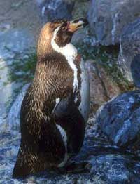 Picture 3 of Warm penguins