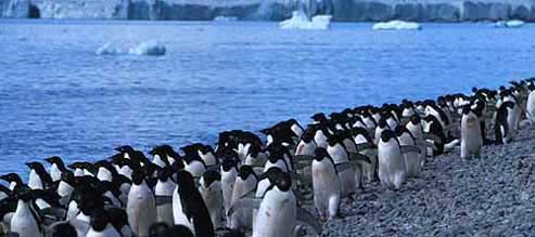 Picture 5 of Warm penguins