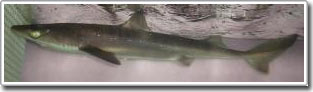 Picture 1 of Warm sea can pull sharks to Antarctica: Potentially serious consequences