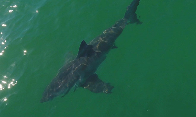 Picture 1 of Warm water, the sea off California turns 'white shark park'