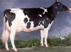 Picture 1 of Warning about a pandemic of mad cow disease in humans
