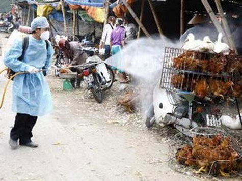 Picture 1 of Warning for a new pandemic of bird flu in Vietnam