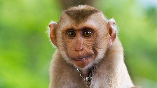 Picture 1 of Warning of dangerous viruses transmitted from monkeys to humans