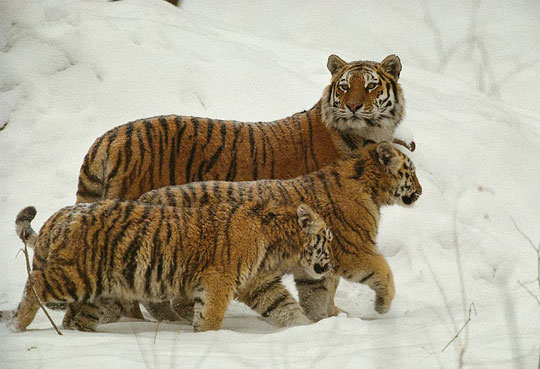 Picture 1 of Warning: Tropical animals are down 70% in 40 years
