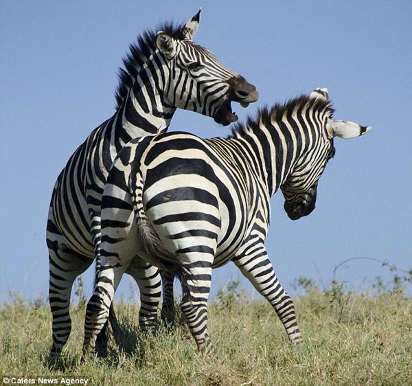 Picture 2 of Warring zebra on the meadow