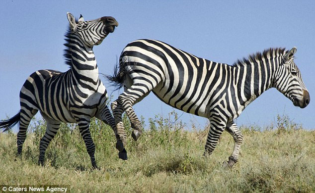 Picture 3 of Warring zebra on the meadow