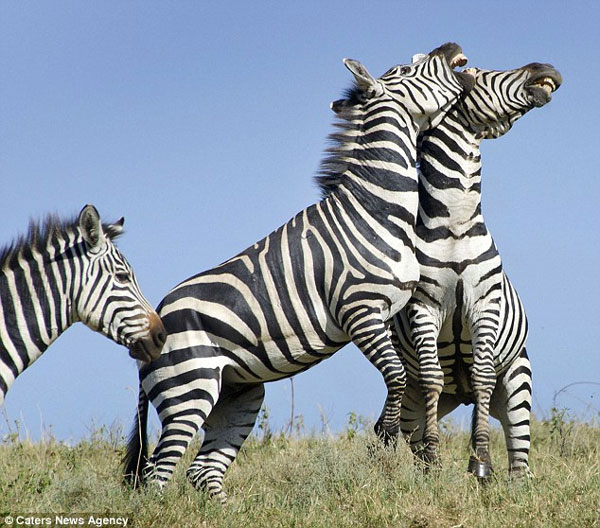 Picture 4 of Warring zebra on the meadow