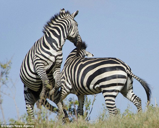 Picture 5 of Warring zebra on the meadow