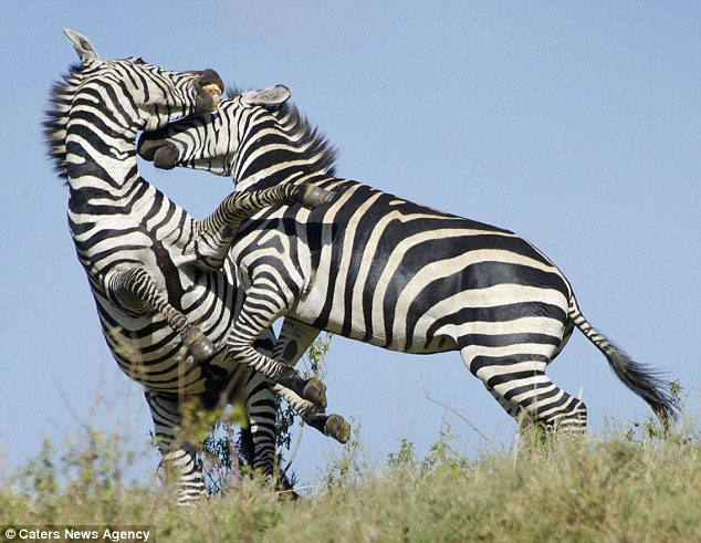 Picture 6 of Warring zebra on the meadow