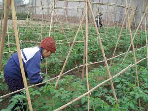 Picture 1 of Waste into organic fertilizer by microbial preparations