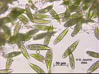 Picture 7 of Waste water treatment by aquatic plants