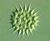 Picture 8 of Waste water treatment by aquatic plants