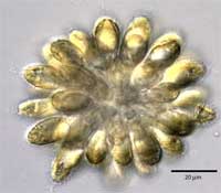 Picture 9 of Waste water treatment by aquatic plants