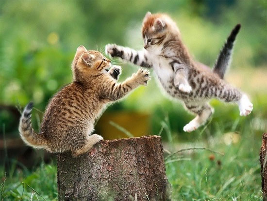 Picture 2 of Watch animals go crazy when the moon is full