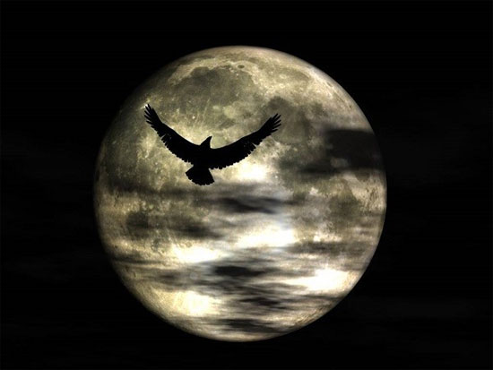 Picture 5 of Watch animals go crazy when the moon is full