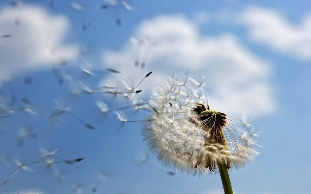 Picture 10 of Watch dandelions sparkling in the wind
