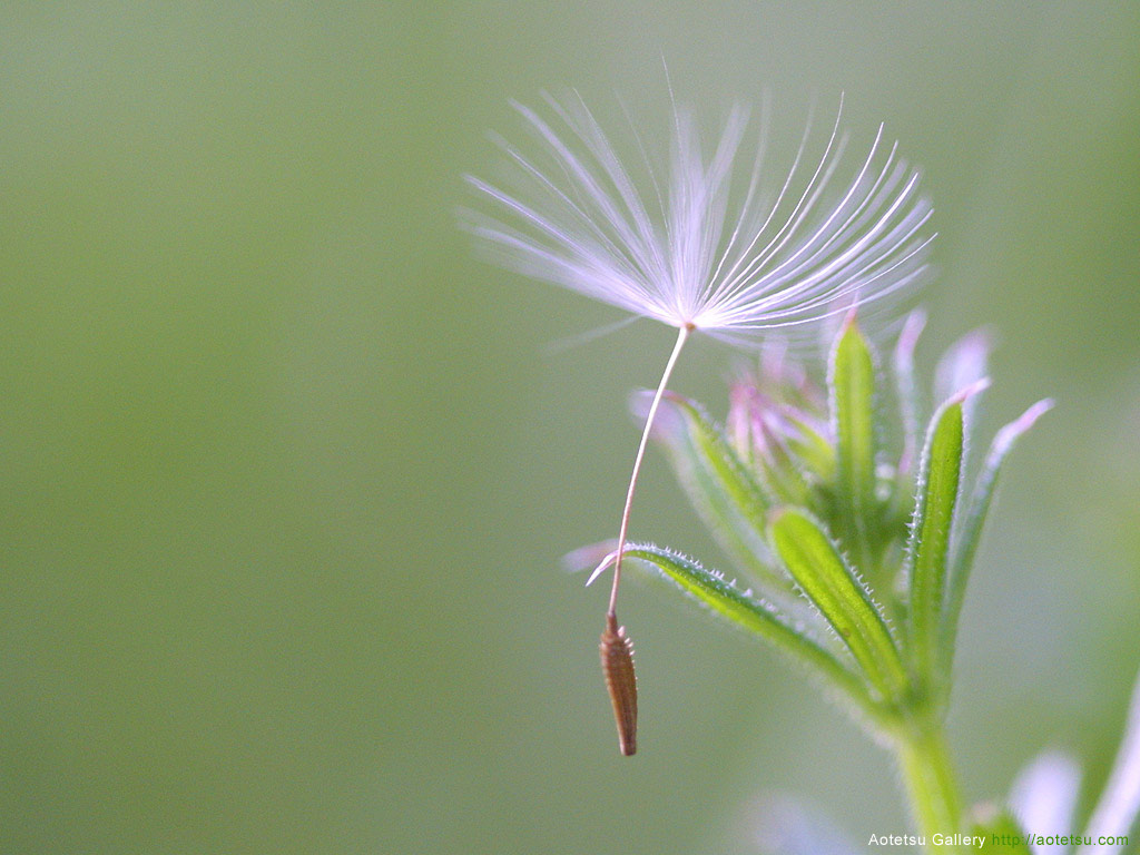 Picture 11 of Watch dandelions sparkling in the wind