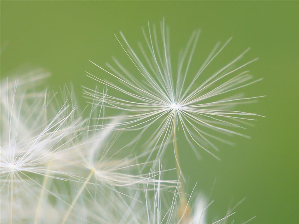 Picture 12 of Watch dandelions sparkling in the wind
