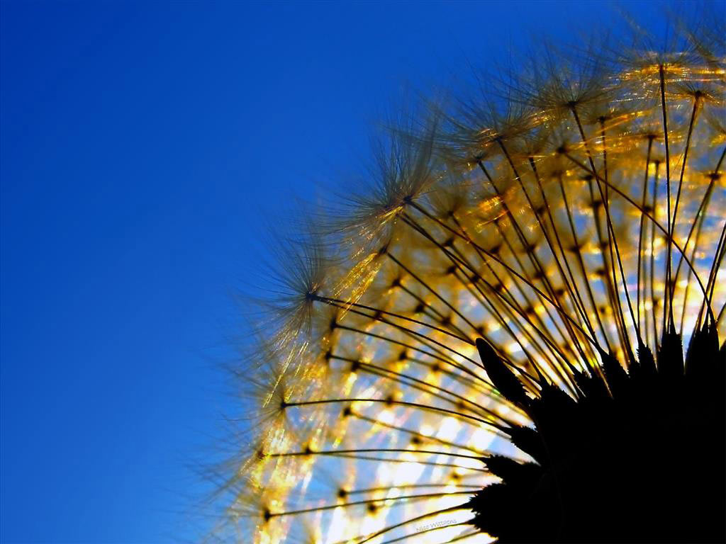 Picture 13 of Watch dandelions sparkling in the wind