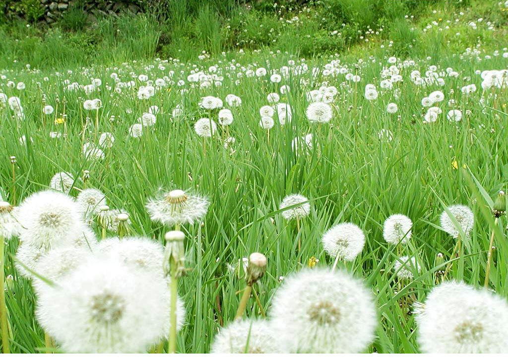 Picture 14 of Watch dandelions sparkling in the wind