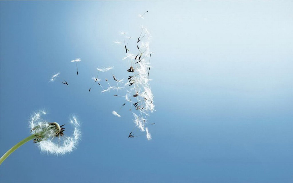 Picture 15 of Watch dandelions sparkling in the wind