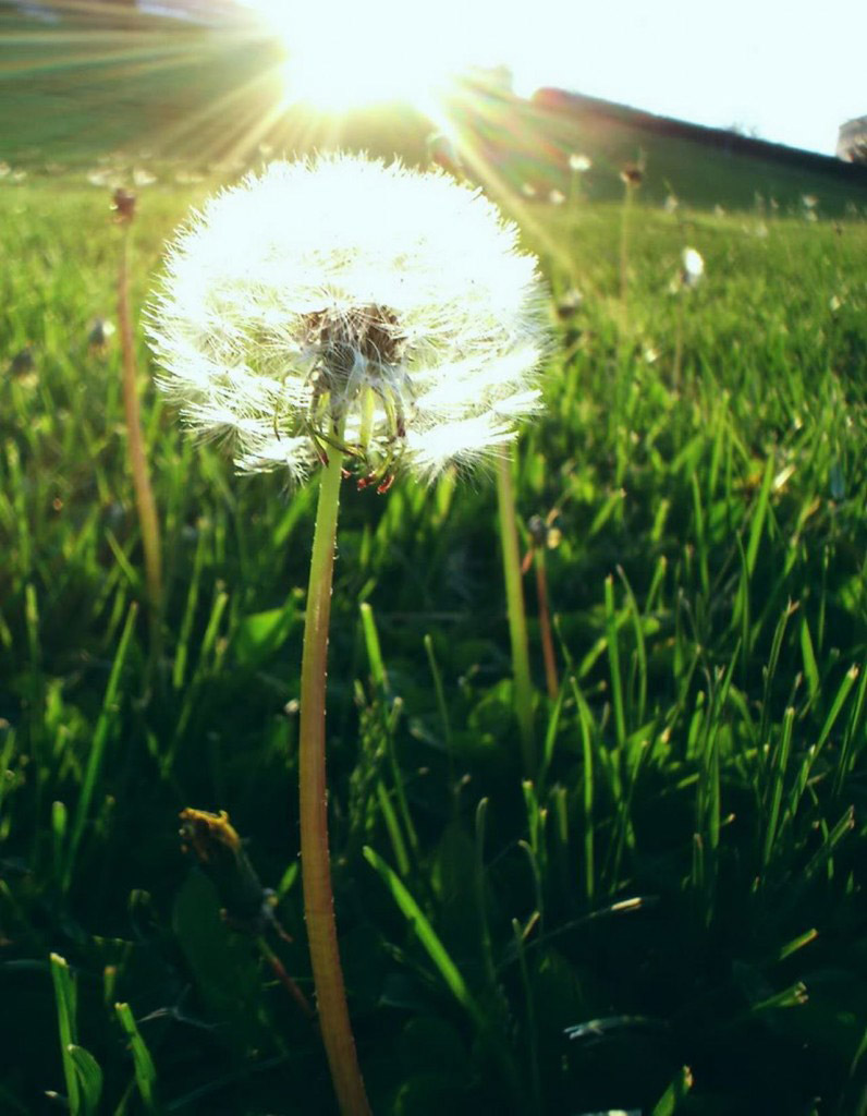 Picture 8 of Watch dandelions sparkling in the wind