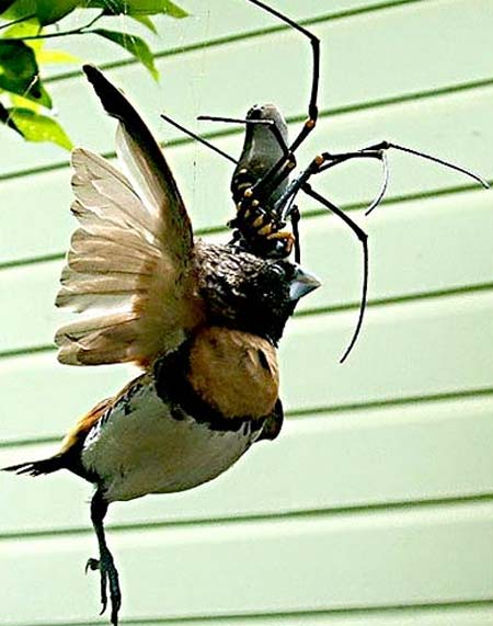 Picture 1 of Watch giant spider eating bird meat